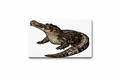 Sunda Gharial Appreciation Magnet